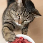 How to Cook Chicken Livers Your Cats Will Love