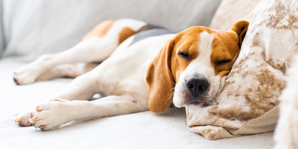 "How Long Can a Dog Hear After Death," exploring dog hearing capabilities.