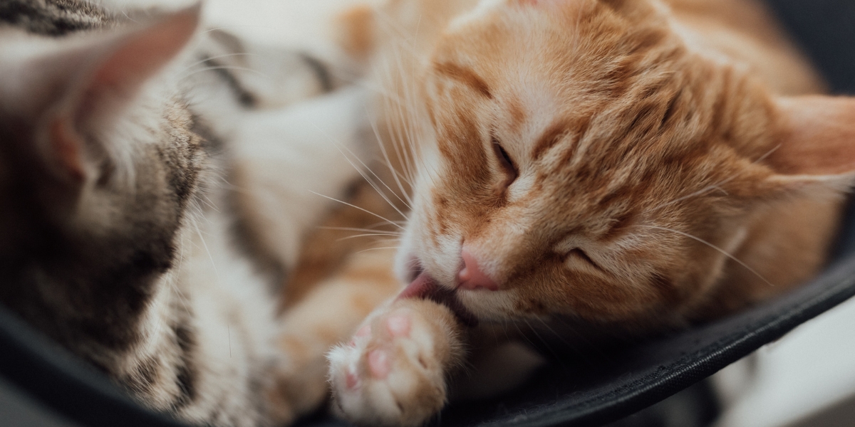 Cat licking its wound